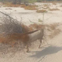 حیوانات مزرعه