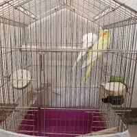 عروس هلندی یک جفت توصیه ماده جوجه تازه بالق