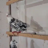 ۴تا کبوتر به شرط