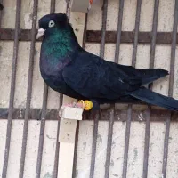 کفتر سیاه آبادانی