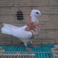 کبوتر نقش
