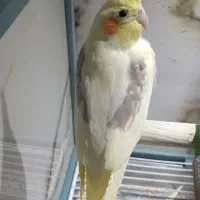 عروس هلندی ماده