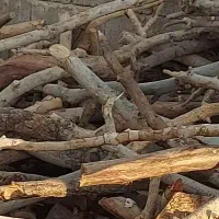 خرید چوب باغی هرسی و...هرس و برش درخت انجام میشود