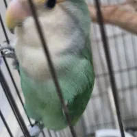 طوطی برزیلی ماده