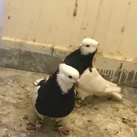 کفتر|پرنده|مشهد, ده دی|دیوار