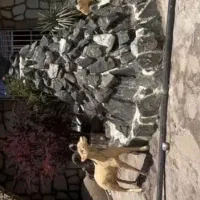 باغ ویلایی مسکونی ۶۰۰متر/شاهنامه۷۶/ق۴/۵۰۰میلیارد