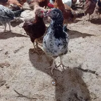 نیمچه مرغ و خروس محلی گلپایگانی ۳ماهه(تخم گزار)|حیوانات مزرعه|رشت, یخسازی|دیوار