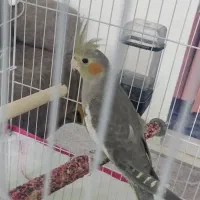 عروس هلندی