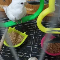 پرنده
