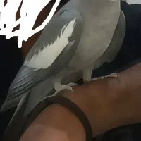 عروس هلندی همراه بایک مرغ عشق نر