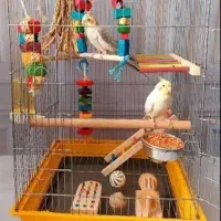 حراج ۶ عروس هلندیه جفت و قفس