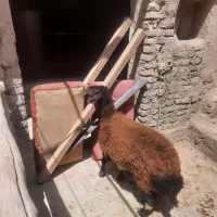 بره ماده هترو