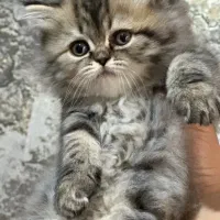 گربه نر