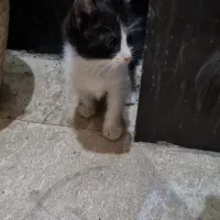 چندتا بچه گربه