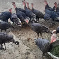 به علت مهاجرت