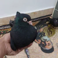 زاغ ابادانی