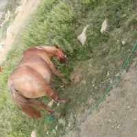مادیون ابستن