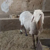 دو عدد بره ماده