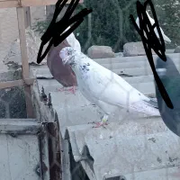 کفتر غریب گیری