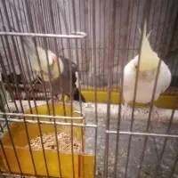 عروس هلندی مولد با جوجه