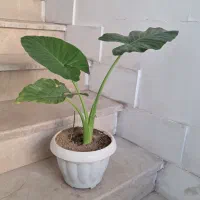 بابا آدم