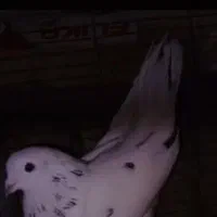 کفتر باخت خورده داداش دست هر عزیز هست خریدارم