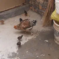 جوجه