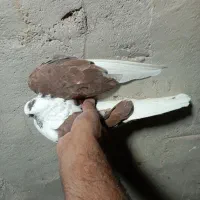 پشت دار