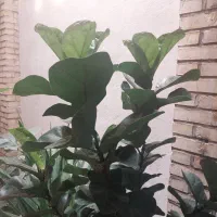 گل و گیاه فیکوس لیراتا مینیاتوری