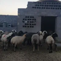 میش چاق