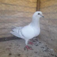 کبوتر