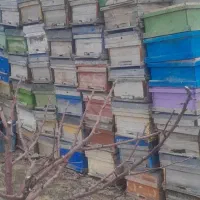 کندویی زنبور عسل و زنبور عسل