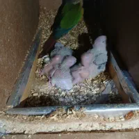 جوجه گرینچیک