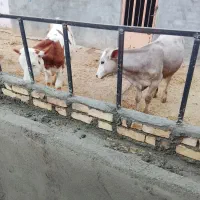 گوساله ماده در همدان