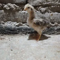 جوجه گلپایگان ۱۵ روزه