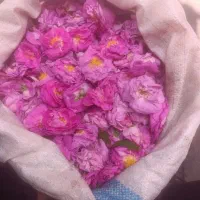 پخش گل محمدی به قیمت عمده