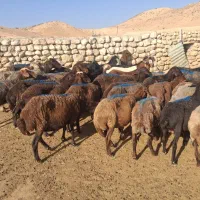 فروش میش