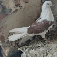 طوقی|پرنده|ثمرین, |دیوار