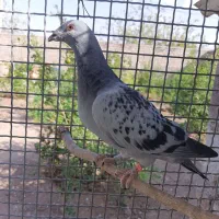 موریس دلبر.کارل میولمنز.کبوتر.پیج اینستاگرام