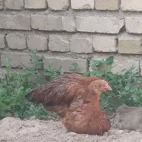 مرغ و خروس