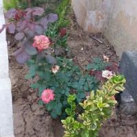 باغ