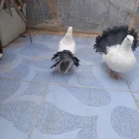 چتری معاوضه باگیرینچک یافروش