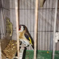 سهره ماده معاوضه با قناری