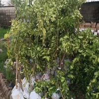 فروش یونجه  بین ده درصدعلفی هست تنی،31