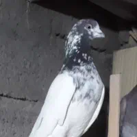 کفتر پرشی ساعت سنگین