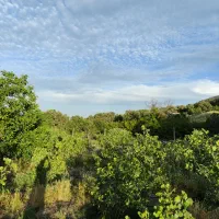 باغ پسته در چشمه چاهی(کَنی‌چای)