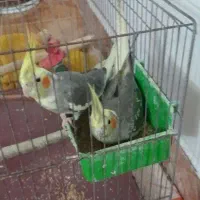 دو عدد عروس هلندی
