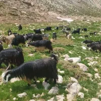 فروش ۵۲راس بز و چپش