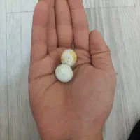 یک جفت مرغ عشق مولدبشرط با یک جوجه یکروزه و یک تخم