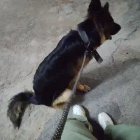 سگ ژرمن شولاین